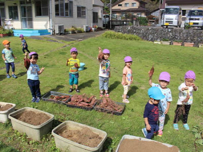 サツマイモを収穫した園児たち