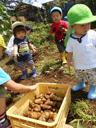 じゃがいもを収穫する園児たち