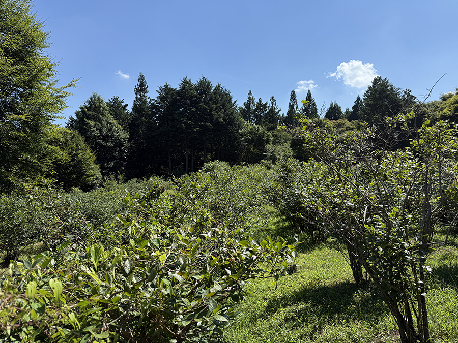 堂平山　画像