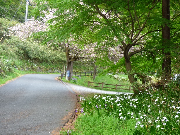 埼玉県ときがわ町 -慈光山歴史公苑のシャガ - 埼玉県ときがわ町 -