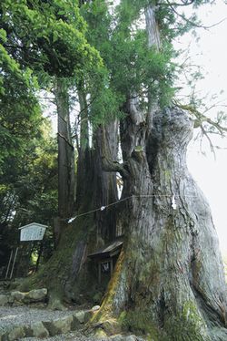 児持杉（町指定文化財）画像