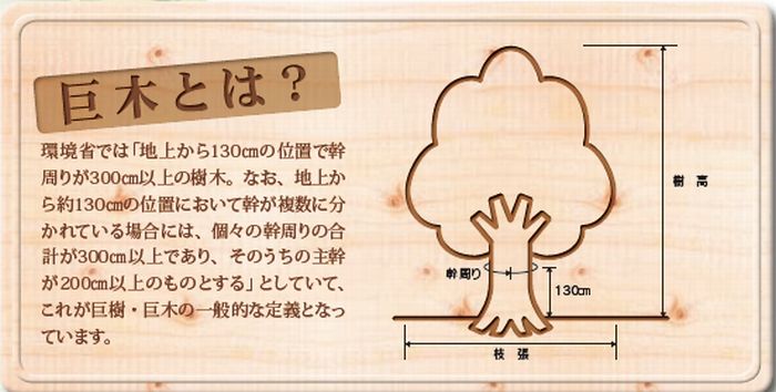 巨木の説明