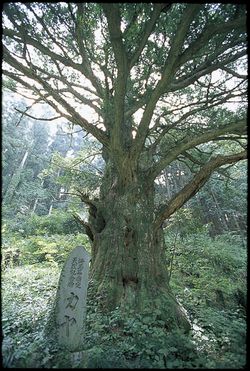 大カヤ（県指定文化財）画像