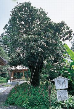 多羅葉樹（たらようじゅ）　（県指定文化財）画像