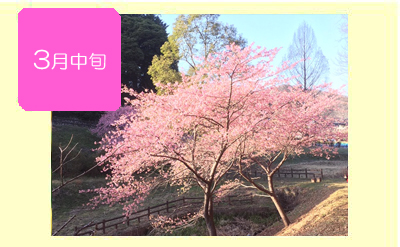 河津桜の画像