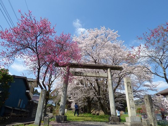 八幡神社桃と桜