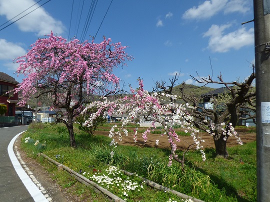 枝垂れ花桃