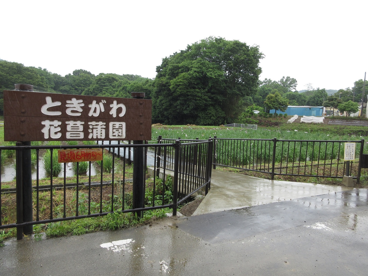 埼玉県ときがわ町 ときがわ花菖蒲園 埼玉県ときがわ町