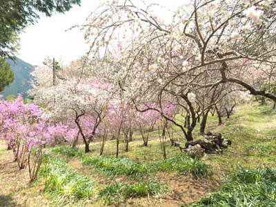 令和２年４月３日、ミツバツツジ見頃の画像