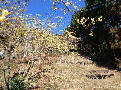 令和２年１月２０日、ろうばい3分咲きの画像