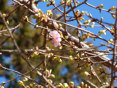 令和２年２月１８日、河津桜が咲き始めの画像