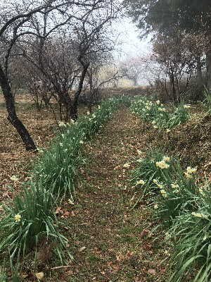 令和２年２月２６日、水仙見頃の画像