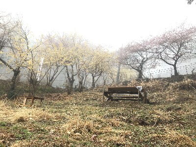 令和２年２月２６日、ロウバイはまだ見ごろで、河津桜は３～５分咲きの画像