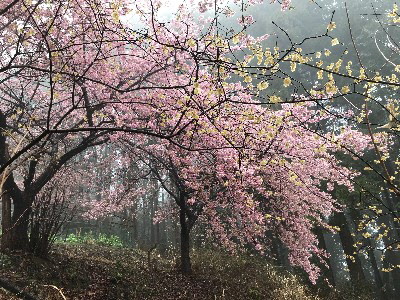 令和２年３月１０日、河津桜見頃の画像