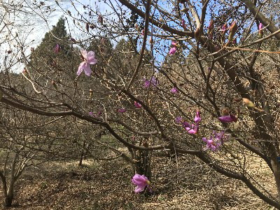 令和２年３月１６日、ミツバツツジが咲き始めの画像