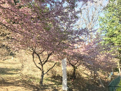 令和２年３月２３日、河津桜見頃過ぎつつある画像