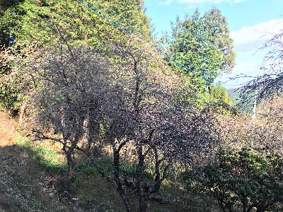 令和２年３月２３日、花桃とミツバツツジ咲き始め画像
