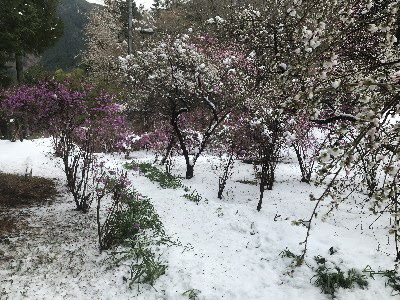 令和２年３月３０日、花桃咲き始めとミツバツツジ5分咲きの画像