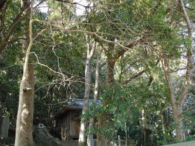 春日神社の杜の景色　画像
