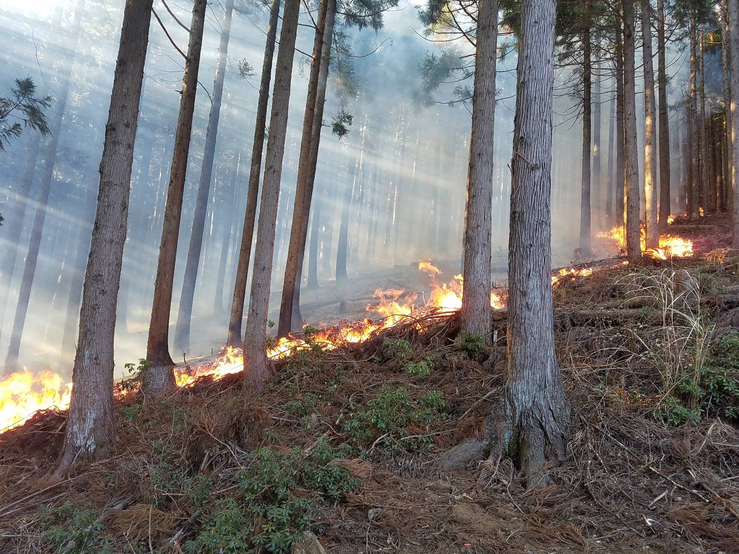 森林管理道沿線で発生した山火事の状況