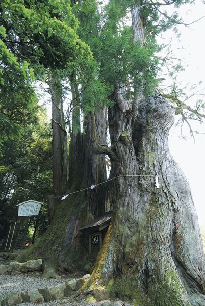 町指定天然記念物　児持杉１