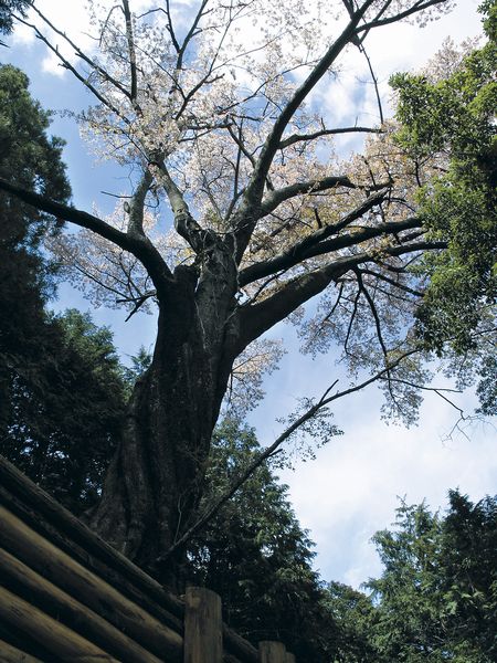 町指定天然記念物　七重ヤマザクラ