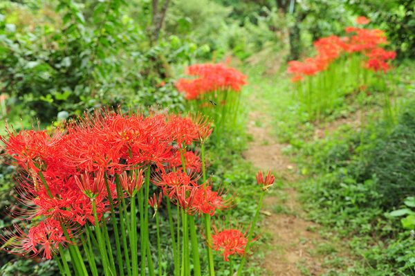 曼珠沙華の花