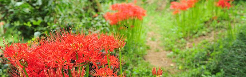 曼珠沙華の花