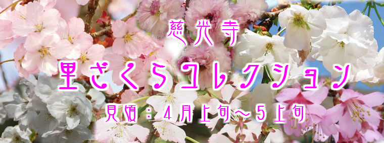 埼玉県ときがわ町 慈光寺里ざくらコレクション 埼玉県ときがわ町 慈光寺里ざくらコレクション